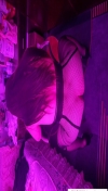 91风流-1034257/1_1034257.jpeg
